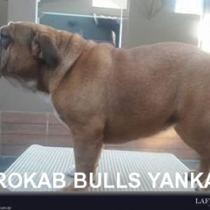 Rokab Bulls Yanka