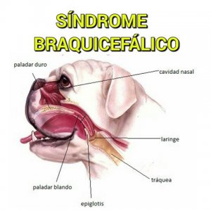 sindrome-do-cao-braquicefalico_cf1ebfdad03c2f79a9fd780bcb9730af.jpg