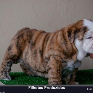 filhote-43_4ea76c551ac5bb2fd5191cfb907199b7.jpg