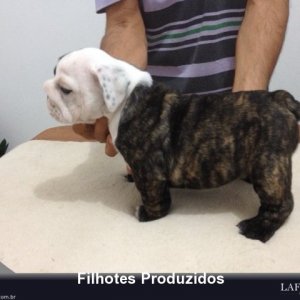 filhote-44_3d405b0446f85e32331ad79919d5a547.jpg