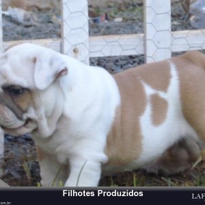 filhote-48_7dfbbc6b126fedf9323b656206c14631.jpg