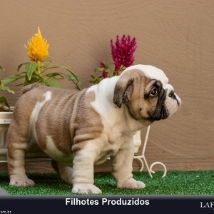 filhote-49_0db18cca7ddce3caf6c82812c3bf0075.jpg