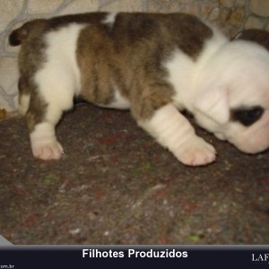 filhote-50_b7515e58d72a901723f5b985185990ff.jpg