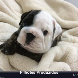 filhote-52_31b28e5e0eefb767ffa488f72933868a.jpg