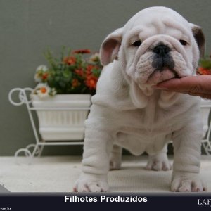 filhote-53_484d2b3adfda9bf7fc485974fbf21349.jpg