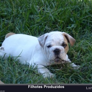 filhote-54_0dff7aac50b0f5e53e020335c379b526.jpg
