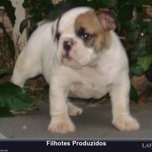 filhote-55_371a21630bd2449ecb9fa21395a6322f.jpg