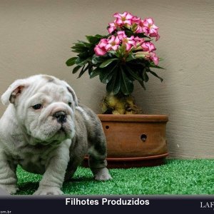filhote-59_17fd6a2f2a6349b7e02be2bde49ad84a.jpg