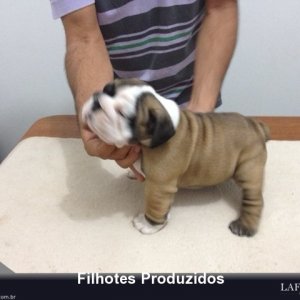 filhote-65_c92ec68bd7319737ce037525e7d8df1c.jpg