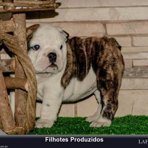filhote-68_498886a8d80d30194c1da2c4df0cb81a.jpg