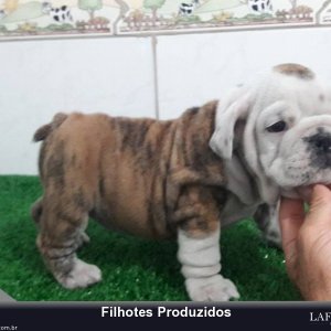 filhote-69_6ffa4d8309cebea08a41b041fa9e7f97.jpg