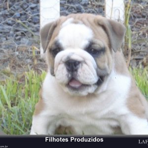filhote-70_fc8ecf0e620dbedbb42db1a012cdf352.jpg