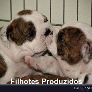 filhote-71_1c3a1ad5282cae9e034bd258dc929e35.jpg