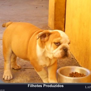 filhote-74_fa28ab178f9808b1ff0f9ec383ba8414.jpg