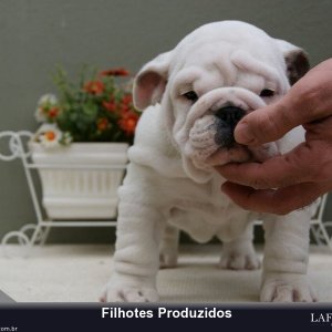 filhote-75_2a24ee2ec7c9e98415fec76ab5617ccc.jpg