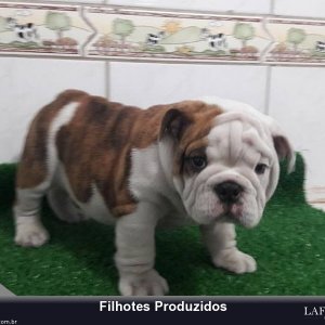 filhote-89_b34641764e58981e91dac0ccd7a565c6.jpg