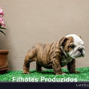 filhote-90_df0c76818827b1f86657f98ab7f474c5.jpg