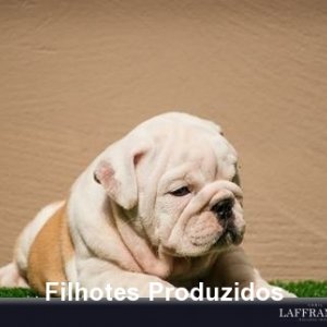 filhote-93_d7607fbd95eaec1545e2bdcf6ef2f575.jpg