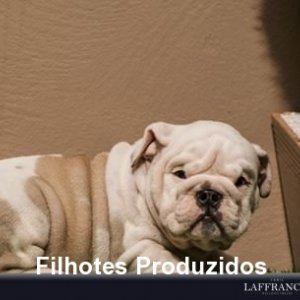 filhote-96_e126df8503155b8f7040f989391b79b8.jpg