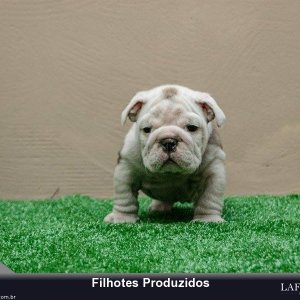 filhote-97_5d7a383550591a78febdc58ffd2f3321.jpg