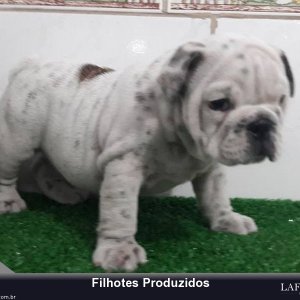 filhote-98_2ac733d75139f78caef1e9e5436c0b2e.jpg