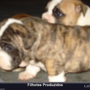 filhote-99_a1ab469126b50bab71465d6ceee91b7f.jpg
