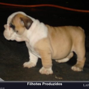 filhote-103_8cdd7f6ce93315e9815aaf6d2122ea19.jpg
