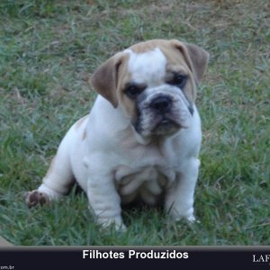 filhote-108_f961ad29f5883bae45f56f0f0fac33d1.jpg
