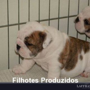 filhote-110_cb66853efda6bf9b53e2a64a1ba6e5a4.jpg