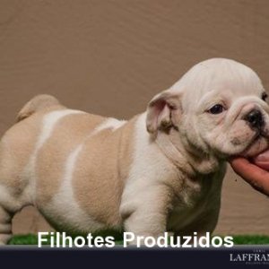 filhote-111_a36a421730487d7ed9d001bc95e75bce.jpg