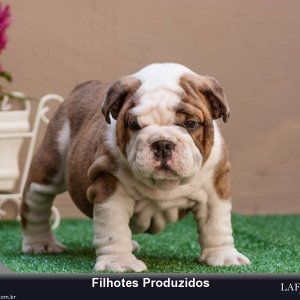 filhote-116_5282c85f693bef6e5fb5e76b19a039d8.jpg