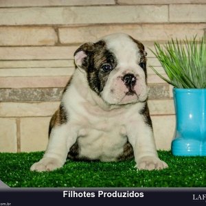 filhote-118_f83c76344965aed7171c1999c8202b70.jpg
