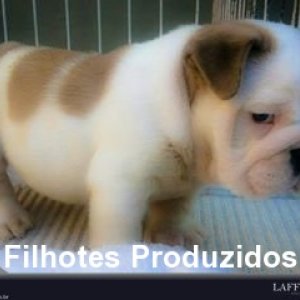 filhote-120_10c69ac0ab810da7e882a9ae082d0187.jpg
