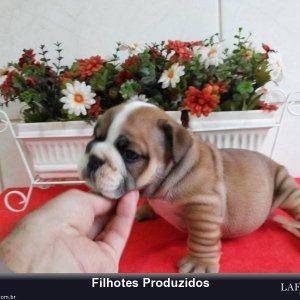 filhote-126_e5d44a96f2529b88bb2ba165bce1e157.jpg