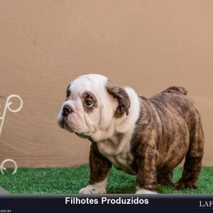 filhote-136_2b0990d6eefa0c2bd29b5eac8b6c67de.jpg