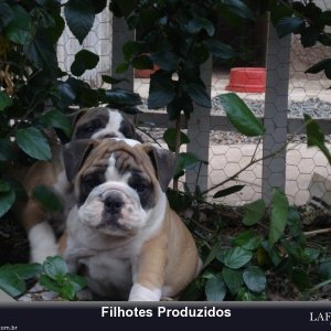 filhote-140_b0db96f98ac00d695908b0b47a813350.jpg