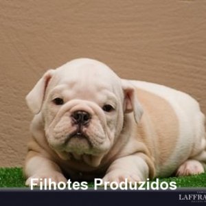 filhote-145_45d9c1b7fc25c331af46657ff9ee74bf.jpg