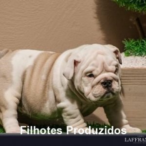 filhote-147_49a20db5b16cae85e23c2ca8984a0e6e.jpg