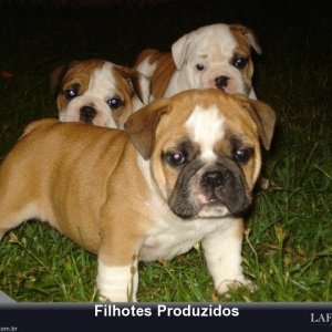 filhote-149_899b585577ca0aaf1c470f1a2bb2223b.jpg