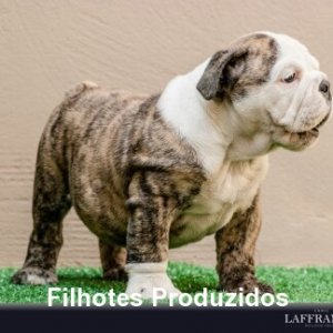 filhote-150_2fded2d95704c50f880491c7bdc4d50d.jpg