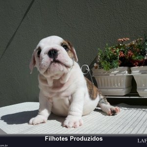 filhote-152_9d2b6f83d9dd24f16e47003a35fc78e6.jpg