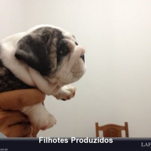 filhote-155_f6b9e90724f046b333d7f074a18a4462.jpg