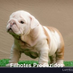 filhote-156_5a62dc030db1af50af3b99e30bf37367.jpg