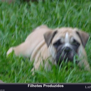 filhote-157_b2ba5c223e2c900d6a648cd6a3248c92.jpg