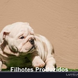 filhote-159_ee63a4b1088797cfce4c50f206406275.jpg