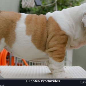 filhote-161_c4c51b16dfe0e08eef67000fcc278afe.jpg