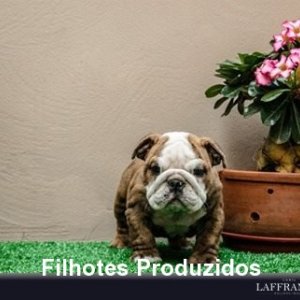filhote-163_75c70c90b69401b648955df341241e3e.jpg