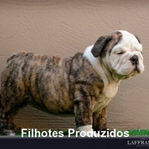 filhote-164_e384592f9d584c5162b2e9da29b8d6b9.jpg