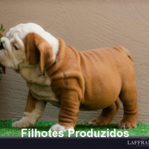 filhote-165_ede8a753df66c9b5ab3437f2117ba5a4.jpg