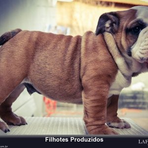 filhote-167_f0dde614d0611c1bb296b770c7f7acda.jpg